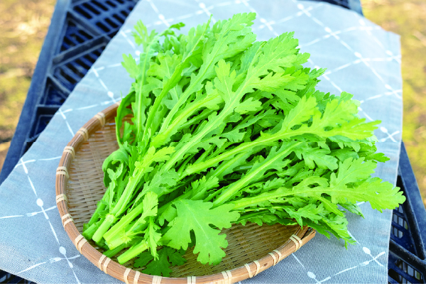 美味しい春菊が冬の食卓を飾る
