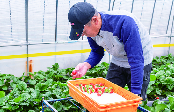 毎朝一粒ずつ丁寧に収穫する