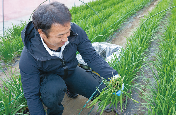 ニラは傷みやすいので毎朝丁寧に手作業で収穫