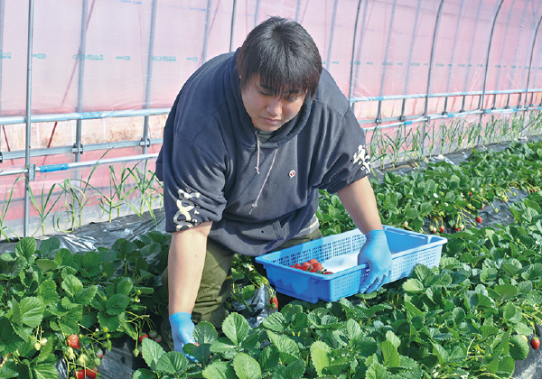 一番おいしい状態を見極め丁寧に収穫