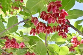 鮮やかな赤い花　日光・霧降高原キスゲ平…