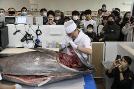 魚べい旗艦店でマグロ解体ショー、　国産を宇都宮3店舗で提供　開業1周年イベント