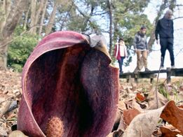 県北地域に春の訪れ　大田原の群生地でザ…