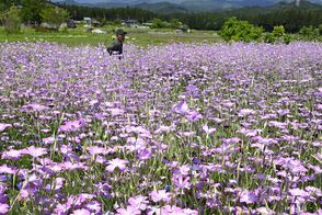 涼やかに揺れる紫色の花　日光でムギナデ…