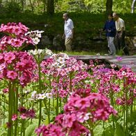 日光・上三依水生植物園でクリンソウ見頃…
