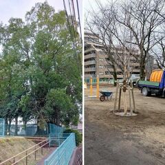 「鎮守の森」消えた？　市がクス伐採、困惑の声　憩いと管理、せめぎあい