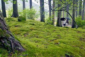 雨粒まとう緑のじゅうたん　鹿沼・古峯園…