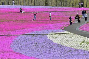 足元に広がる花のじゅうたん　市貝でシバ…