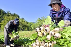 那須塩原の特産「塩原かぶ」出荷ピーク　…
