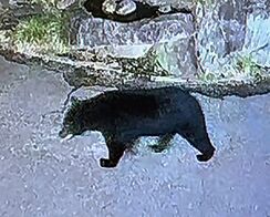 防犯カメラが体長1.5mのクマ捉える　…